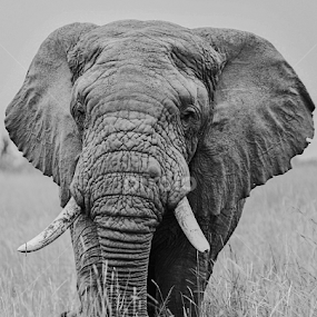 Elephant by Lourens Lee Wildlife Photography - Animals Other