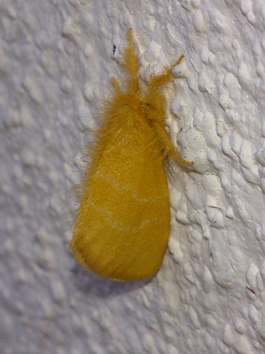 Yellow Tussock Moth