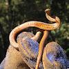 Golden-crowned Snake
