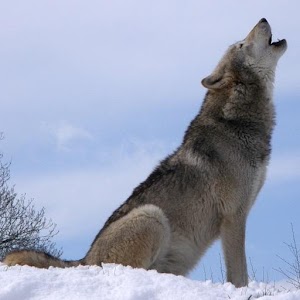 Animal Soundboard 1.3