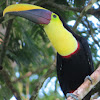 Chestnut mandible toucan