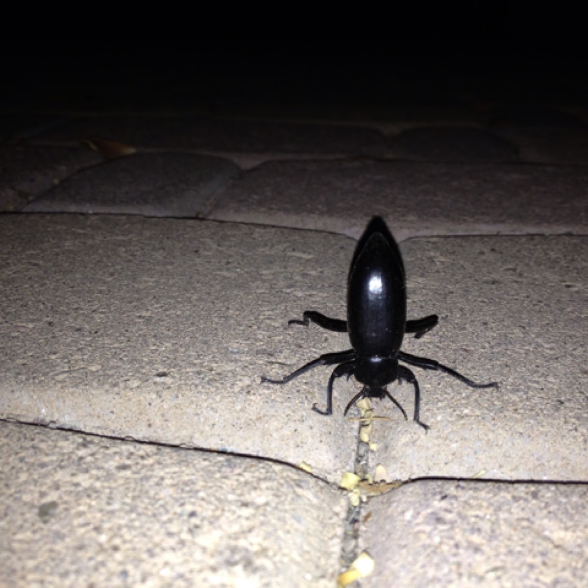 Darkling beetle