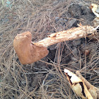 Desert Stalked Puffball