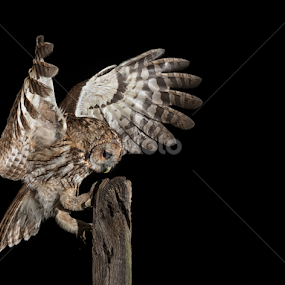 Wild Tawny Owl At Night by Mike Hudson - Animals Birds