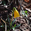 Yellow Mission Bells