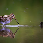 The Pin-tailed Snipe