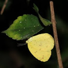Common Grass Yellow Butterfly