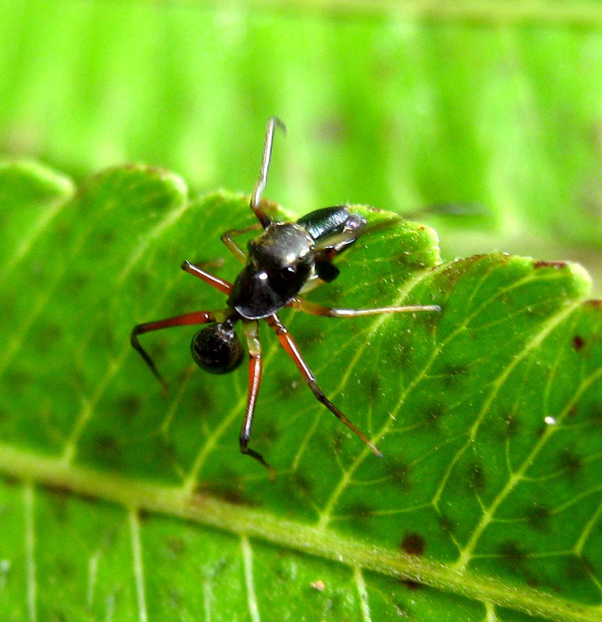 Ant-mimic Spider