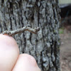 Geometer Moth (caterpillar)