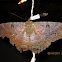 Black witch moth