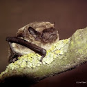 Particoloured bat