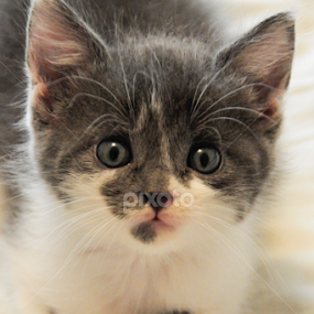 by Renee Yohe - Animals - Cats Kittens