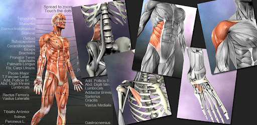 Learn Muscles: Anatomy -  apk apps