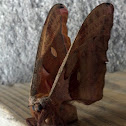 Polyphemus Moth