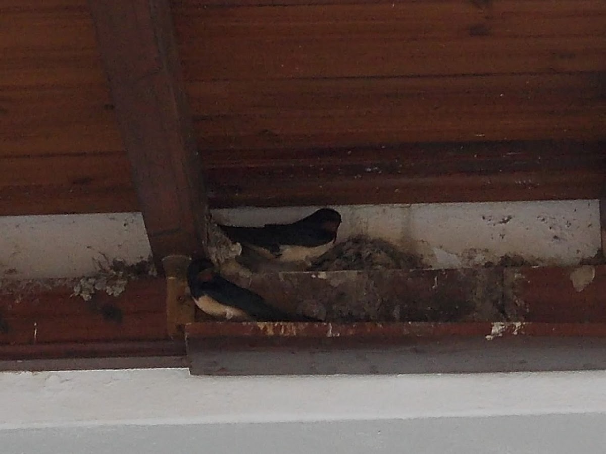 Barn Swallows (σταυλοχελίδονα)