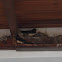 Barn Swallows (σταυλοχελίδονα)