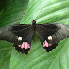 Ruby Spotted Swallowtail