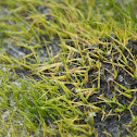 Mat-forming Quillwort