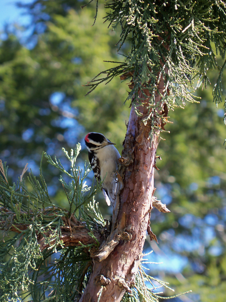 Downy woodpecker, male and female