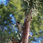 Downy woodpecker, male and female