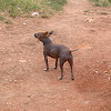 Cuban hairless dog (Cane)
