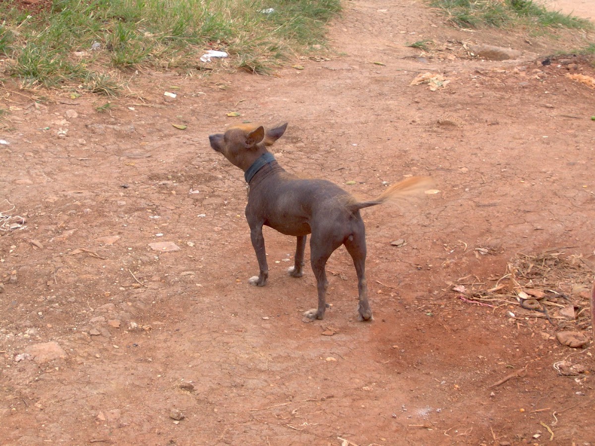 Cuban hairless dog (Cane)