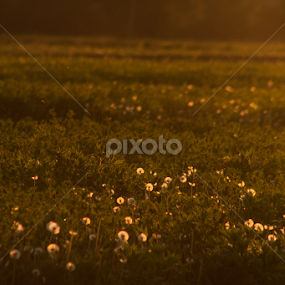 Dandelions under sunset by Madalin Stoean - Landscapes Prairies, Meadows & Fields