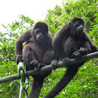 Mantled Howler Monkey