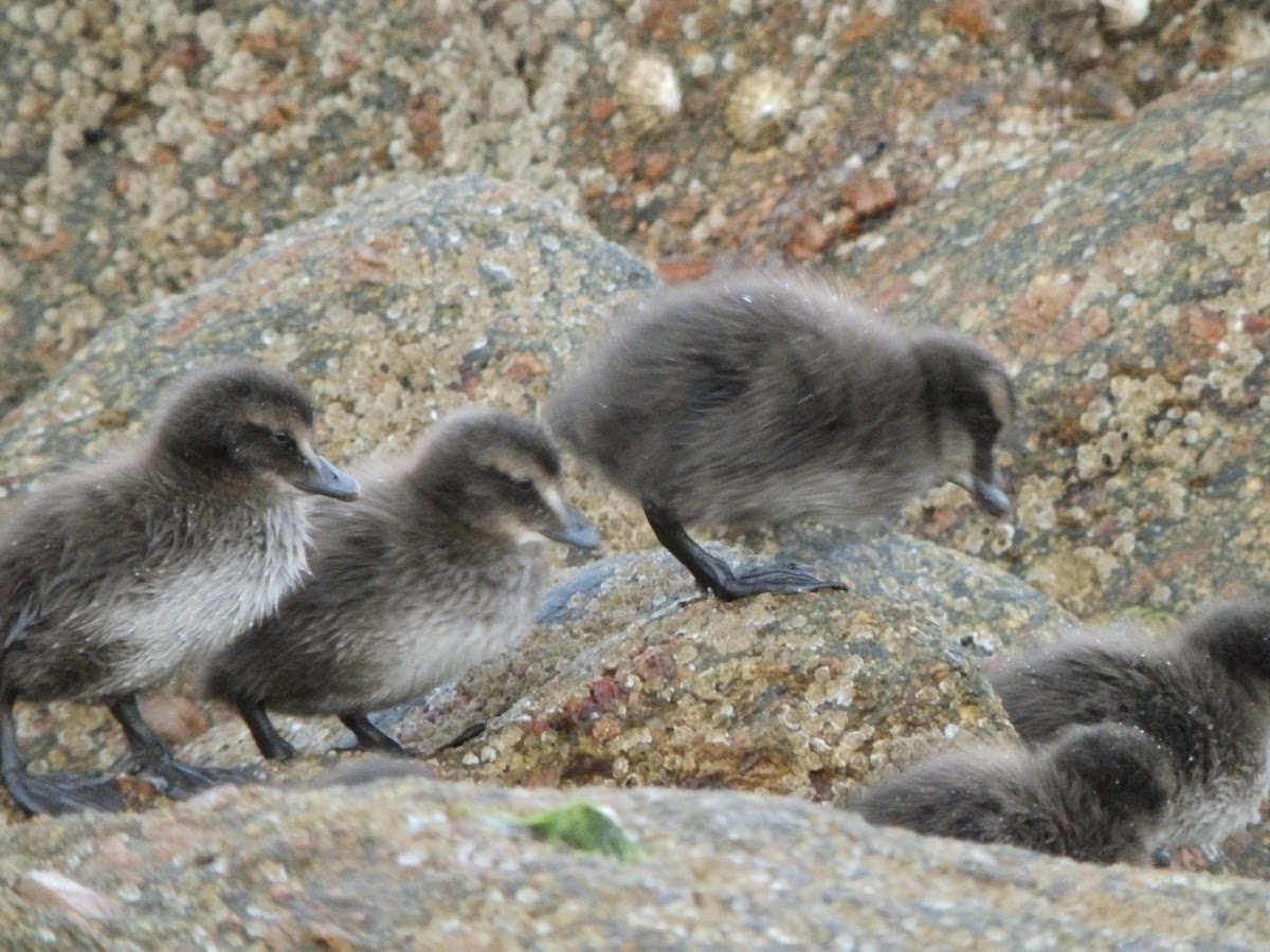 Common eiders (babies and mothers)