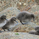 Common eiders (babies and mothers)