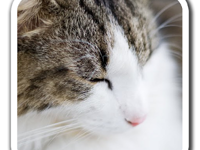 猫 画像 かわいい 高 画質 423926