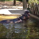 Hippopotamus