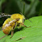 Bumblebee, male