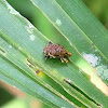 weevil and mites