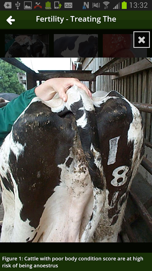   Nadis Vet – скрыншот 