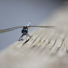 Blue Dasher