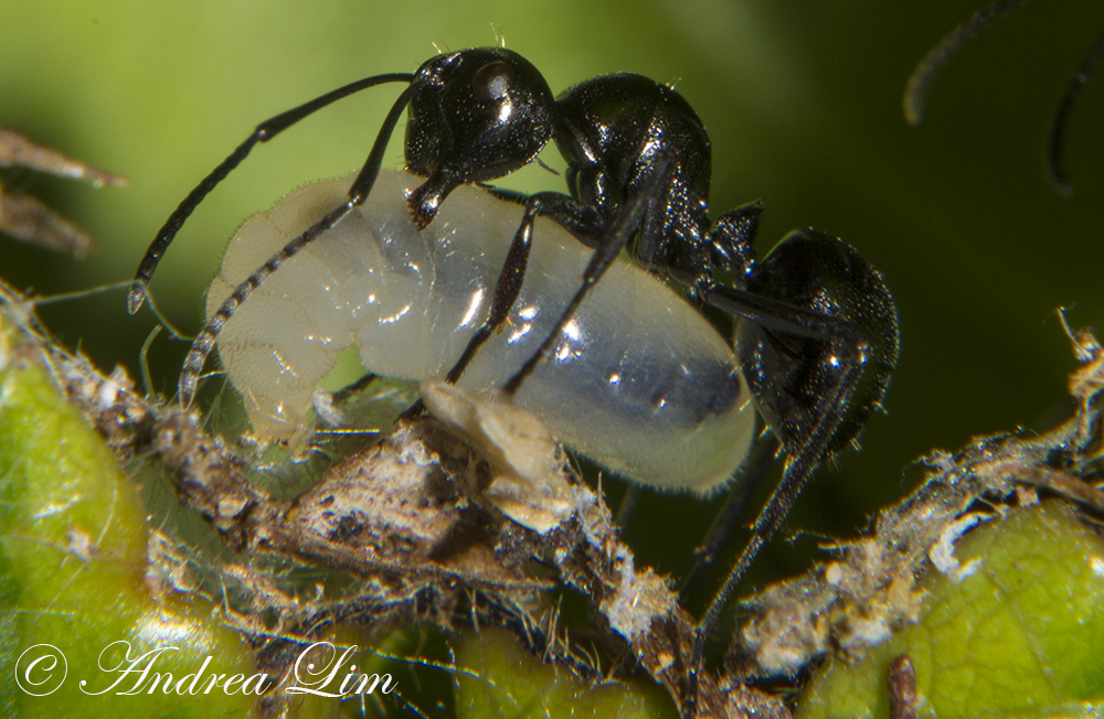 Black Weaver Ant or Rattle Ant