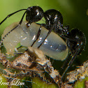 Black Weaver Ant or Rattle Ant