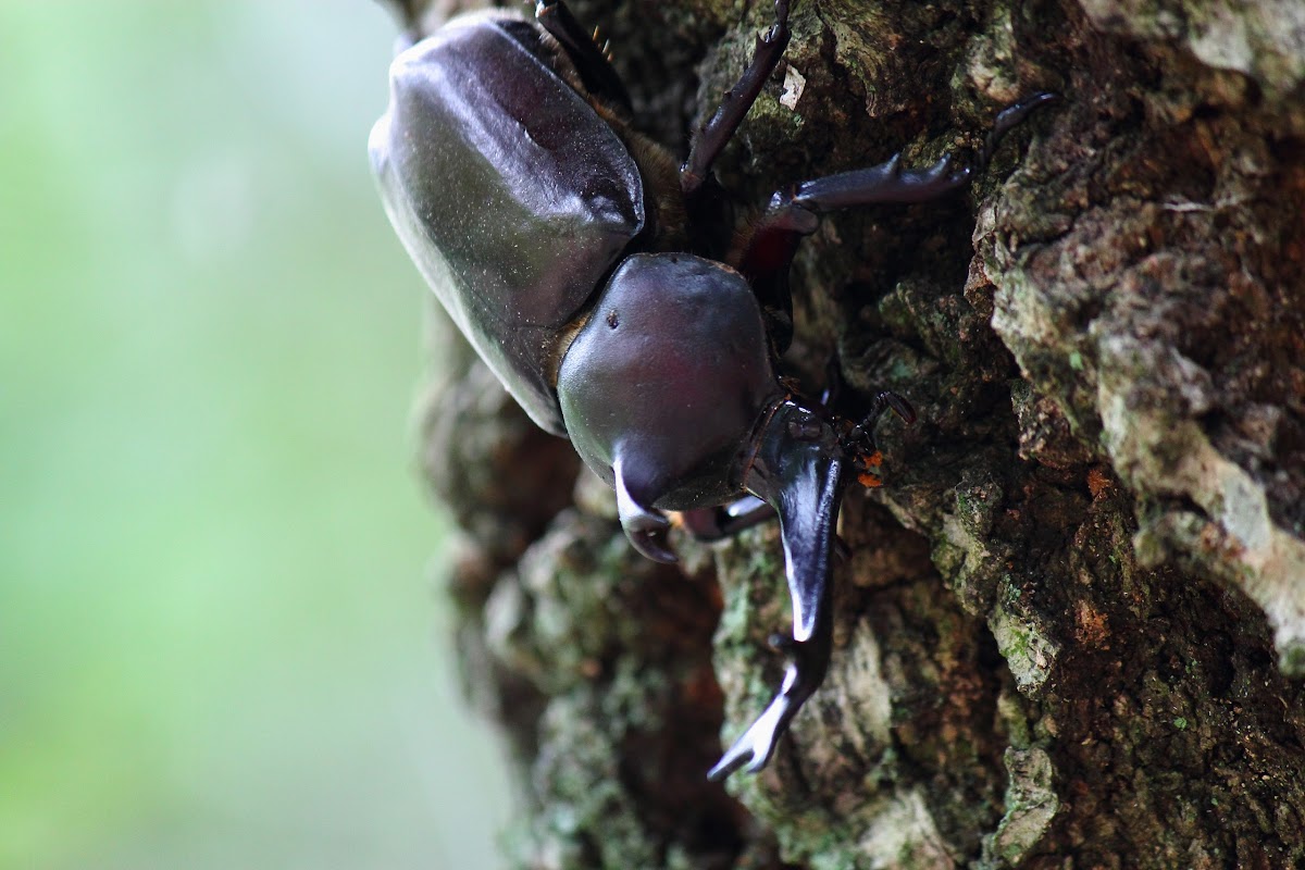 Japanese Rhinoceros Beetle