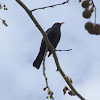 Common Black bird(Melro -preto)