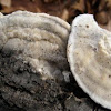 Hairy Pale Trametes mushroom