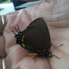 Great Purple Hairstreak