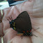 Great Purple Hairstreak