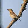 Eastern Bluebird (juvenile)