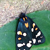 Scarlett Tiger Moth