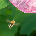 Banded bee