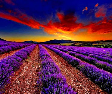 How to download Lavender HD live wallpapers 1.0 mod apk for bluestacks