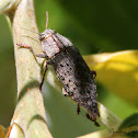 Metallic Wood-boring Beetle