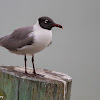 Laughing Gull