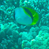 Lined Butterflyfish - kikakapu